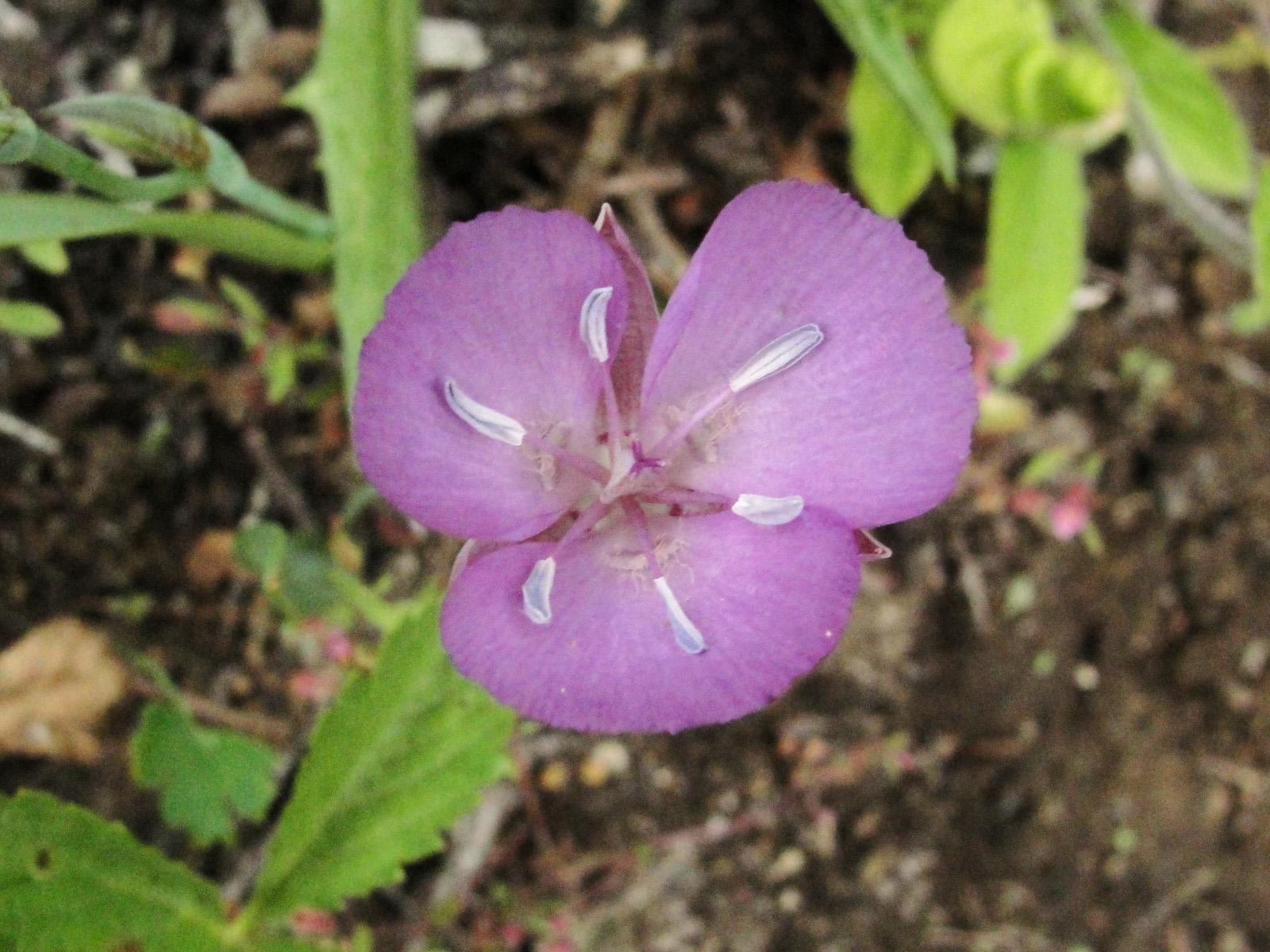 Calochortus shastensis image