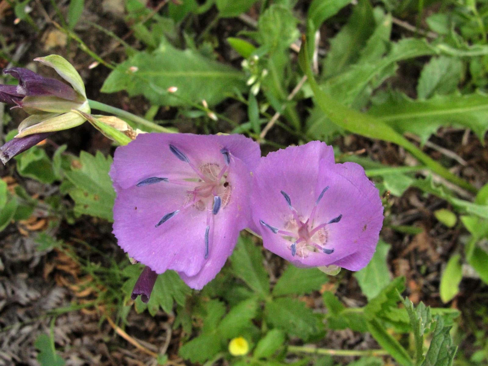 Calochortus shastensis image