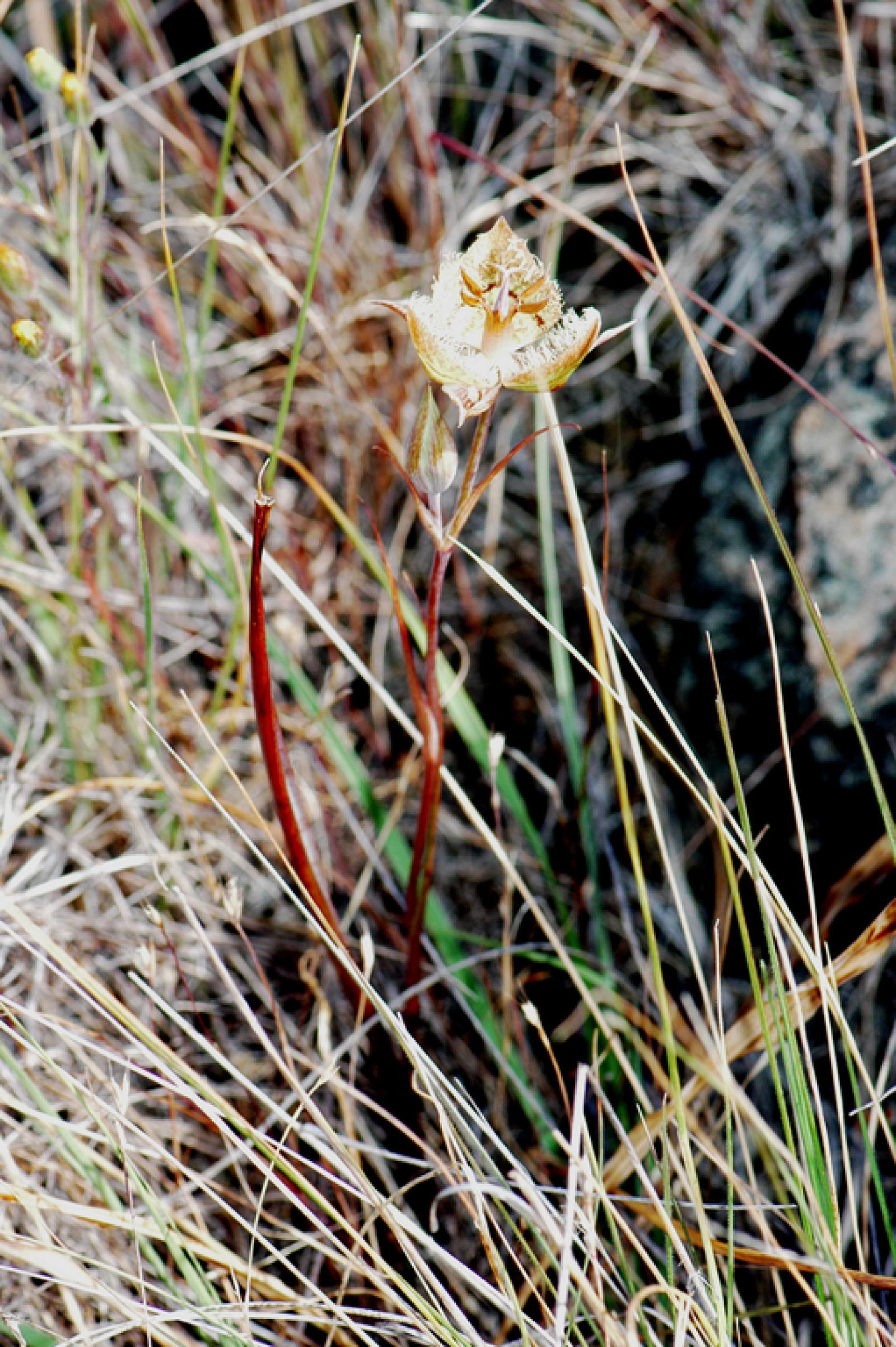 Calochortus tiburonensis image