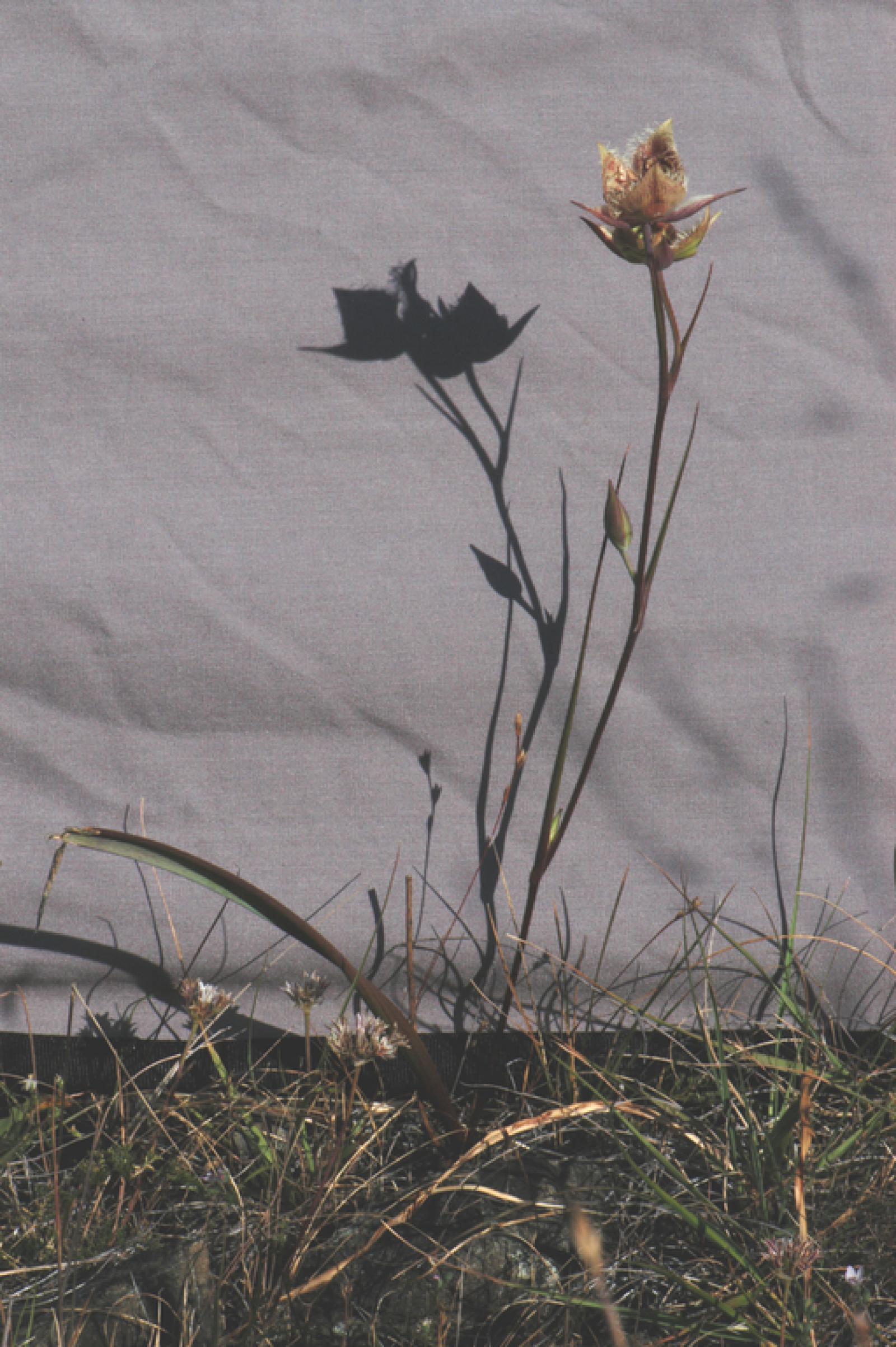 Calochortus tiburonensis image