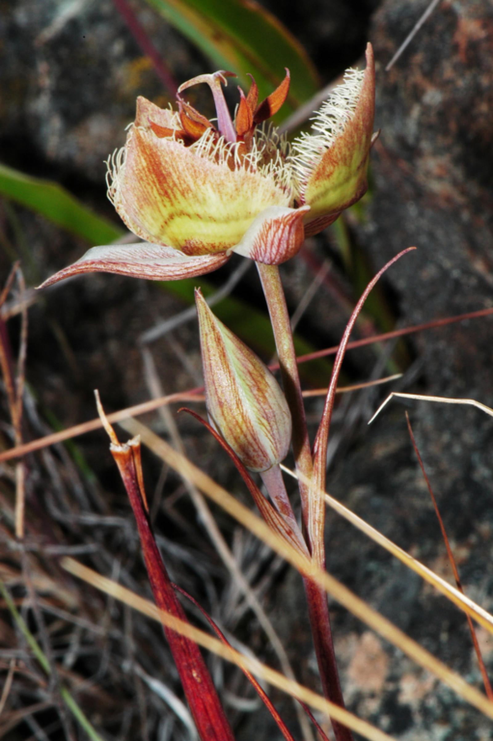 Calochortus tiburonensis image