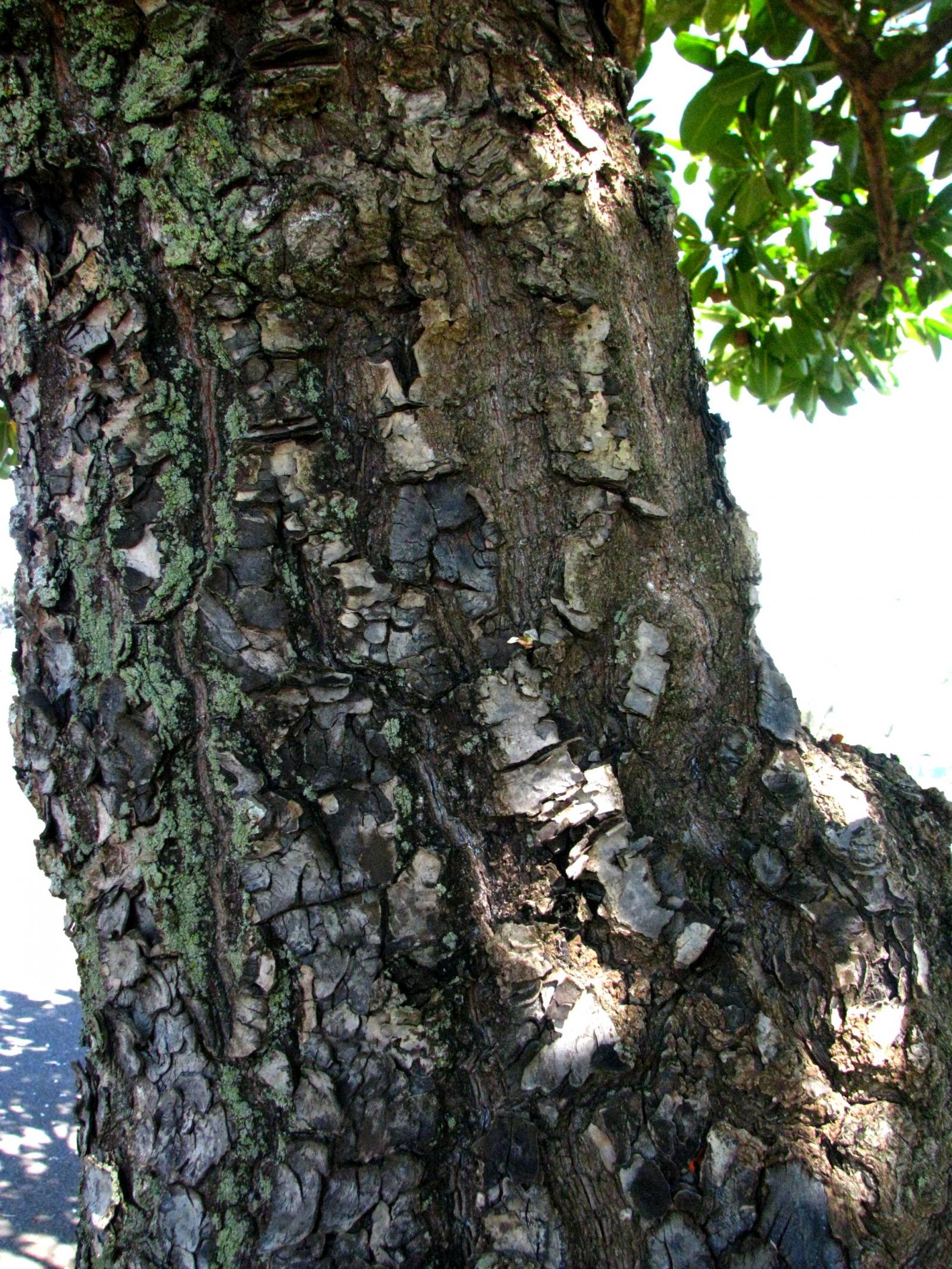 Calophyllum image