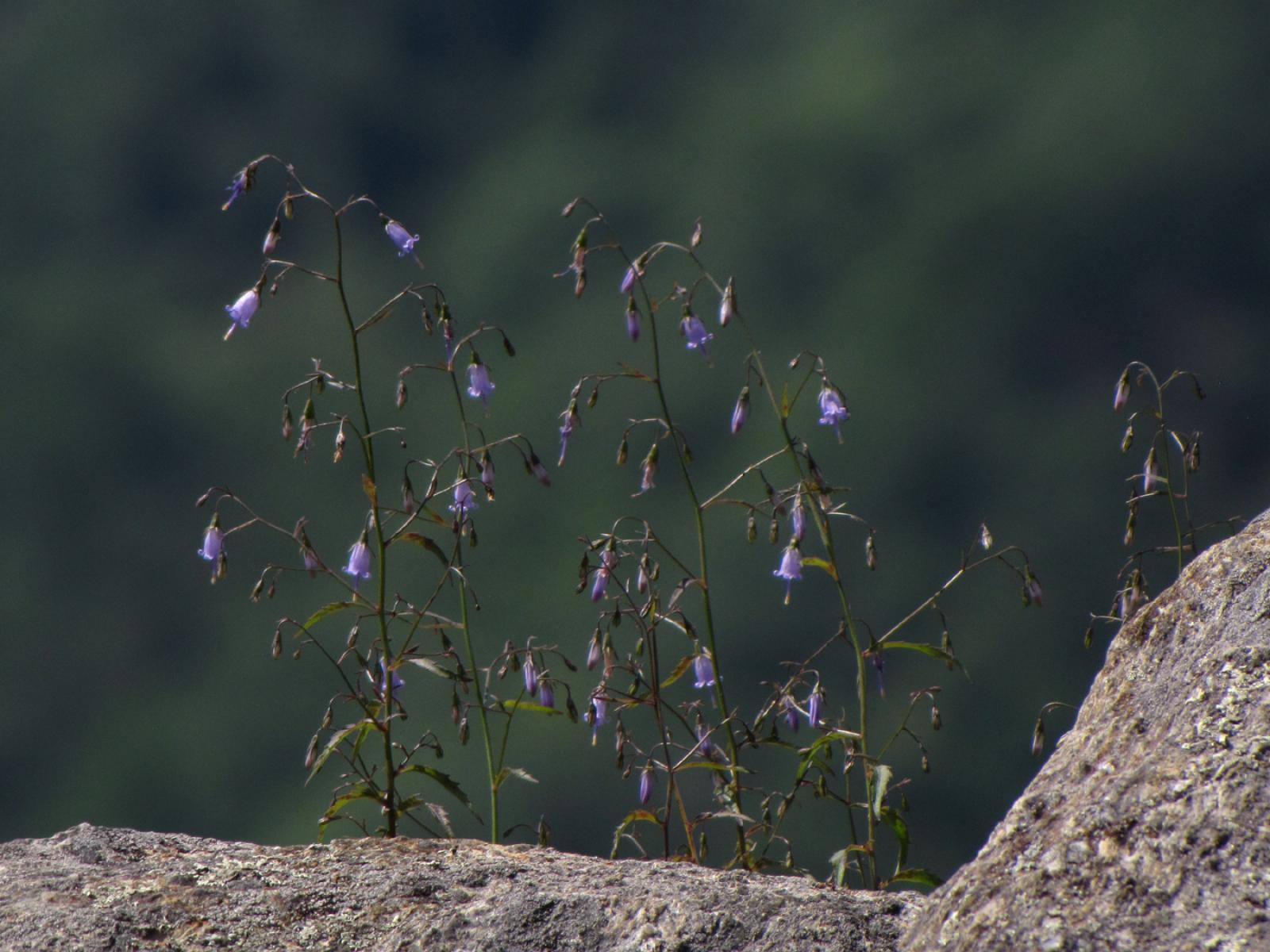 Campanula flexuosa image