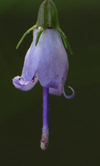 Campanula flexuosa image