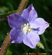 Campanula rapunculus image