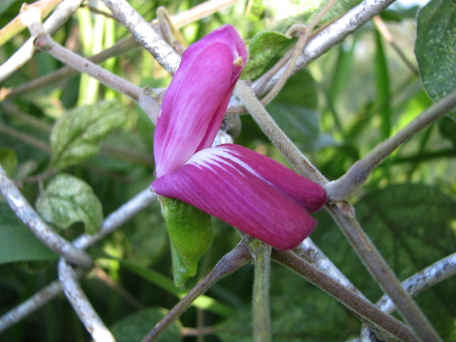 Canavalia hawaiiensis image