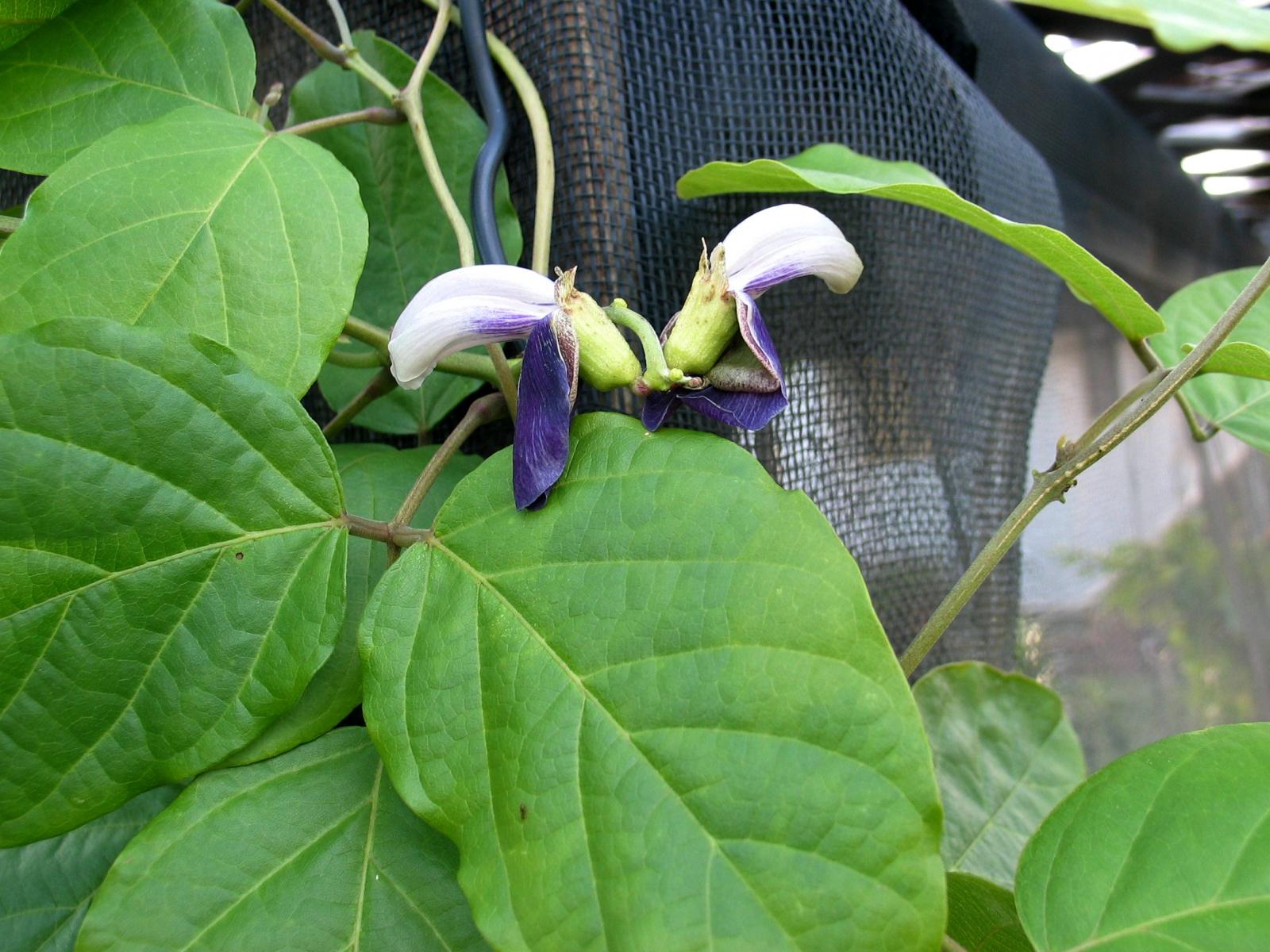 Canavalia napaliensis image