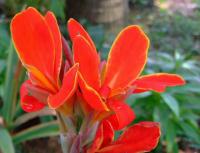 Canna x orchiodes image