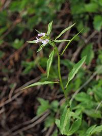 Cardamine bulbifera image