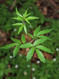 Cardamine bulbifera image