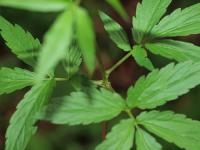 Cardamine bulbifera image