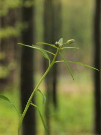 Cardamine bulbifera image