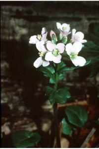 Cardamine douglassii image