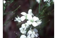 Cardamine rhomboidea image