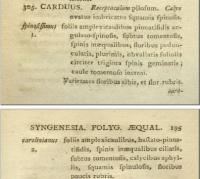 Carduus carolinianus image
