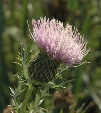 Carduus discolor image