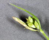 Image of Carex anceps