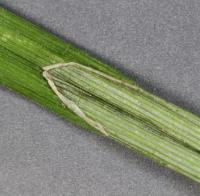 Carex anceps image