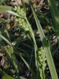 Carex anceps image