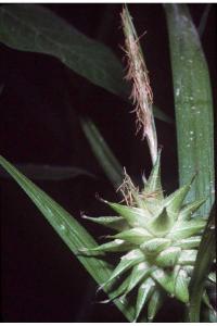 Image of Carex asa-grayi