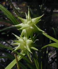 Carex asa-grayi image