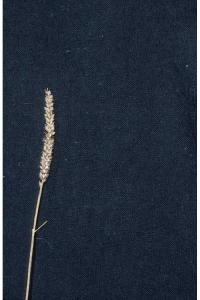 Carex athabascensis image