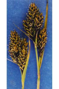 Image of Carex atrosquama