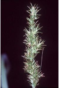 Image of Carex bayardii