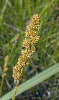 Image of Carex brachyglossa