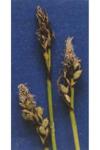 Image of Carex concinnoides