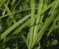 Carex cristatella image