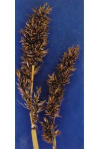 Image of Carex cusickii