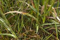 Image of Carex distans