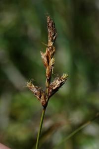 Image of Carex disticha