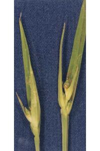 Image of Carex durifolia