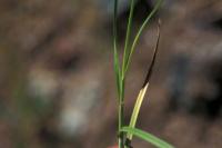 Image of Carex feta