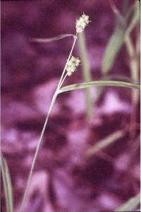 Image of Carex flaccosperma