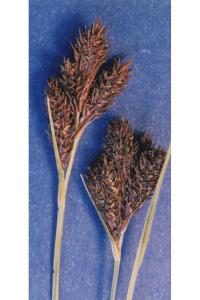 Image of Carex helleri