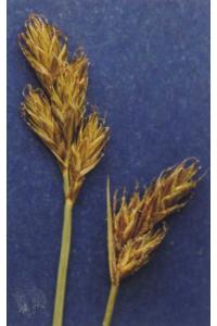 Carex leporinella image