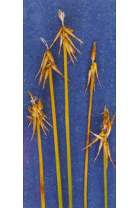 Image of Carex microglochin
