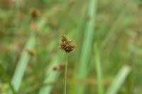 Image of Carex montereyensis