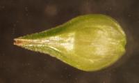 Carex normalis image