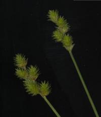 Carex normalis image