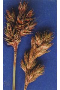 Image of Carex pachycarpa