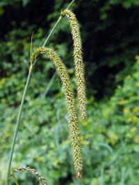 Image of Carex pendula