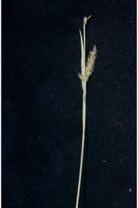 Image of Carex polymorpha