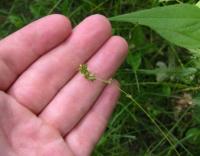 Carex radiata image