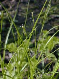 Carex radiata image