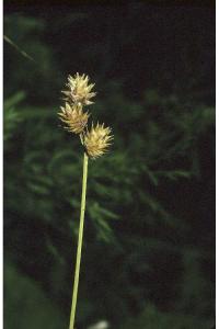 Carex richii image