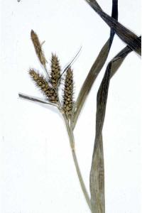 Carex scabrata image